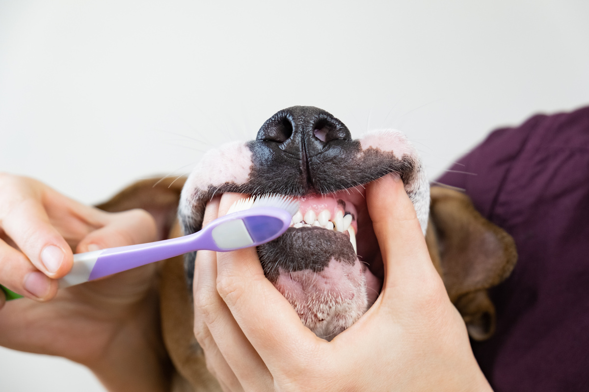 Brushing the Dog's Teeth